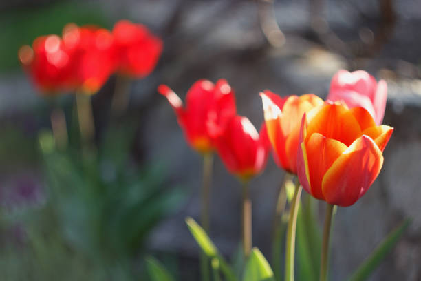 Red tulips in the spring garden