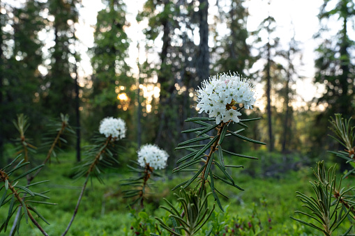 Wide-angle shot of a beautiful flowering Marsh Labrador tea in a summertime forest in Salla National Park, Northern Finland