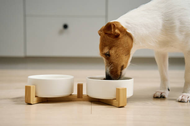 istock Dog eating dry food from bowl in kitchen 2025593507