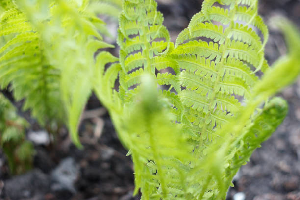 close up of green ferns in a botanical garden. High quality photo