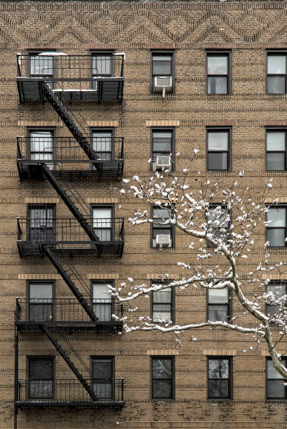 istock snow covered tree in front of tall brick apartment building (high rise residential home) with fire escape, windows, snowing, winter in brooklyn new york city 2025615690