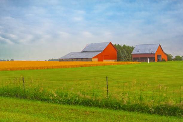 istock Old Weathered Barns with wheat field- Howard County, Indiana 2025616750