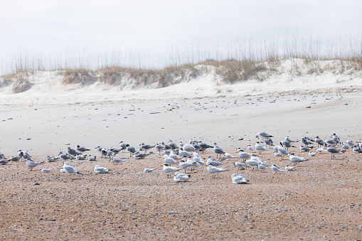Large flock of different seagulls and terns are resting at in the sand at the beach