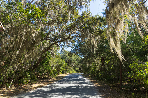 A paved road leads through a live oak forest with Spanish Moss hanging from the trees