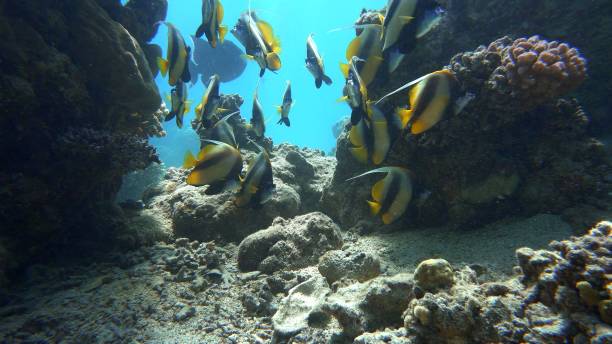 istock The marine life butterfly fish 2025625653