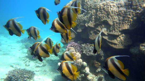 istock The marine life butterfly fish 2025625690