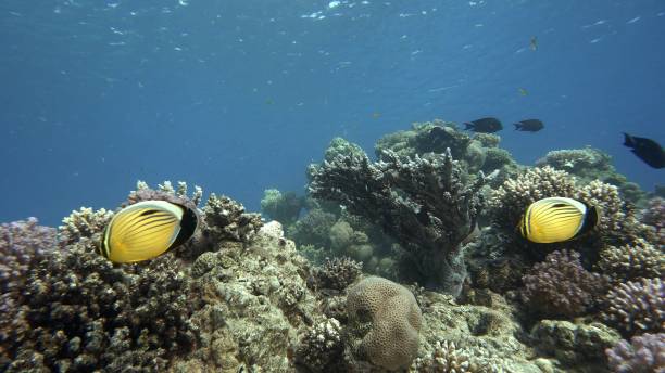 istock The marine life butterfly fish 2025626261