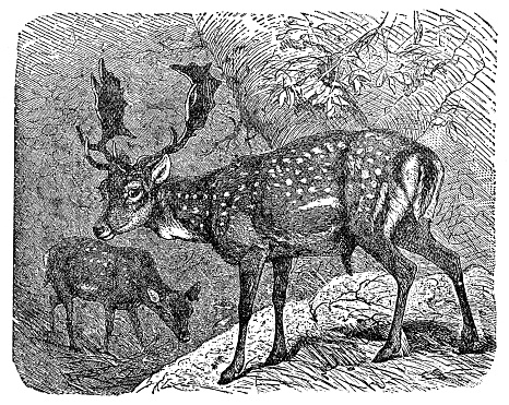 European Fallow Deer (dama dama). Vintage etching circa 19th century.