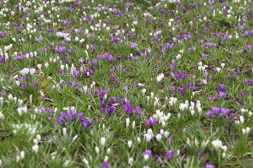 Multiple white and purple crocuses across a field