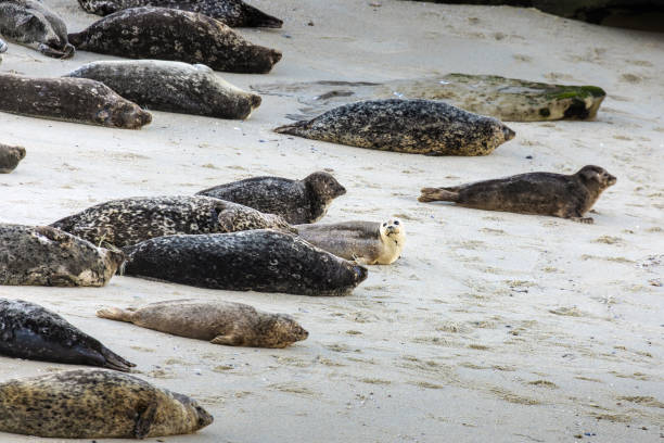 istock Harbor Seals in Cove 2025644308