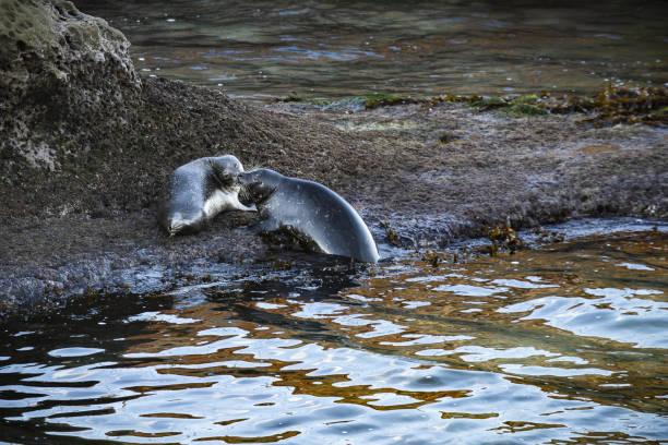 Harbor Seals in Cove Shot in La Jolla, San Diego, California.