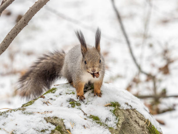 istock The squirrel in winter sits on white snow. 2025648056