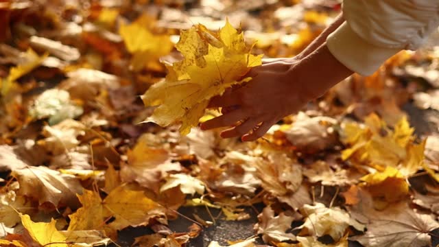 Unrecognisable woman picks up fallen yellow maple leaves. Girl walks and collects leaf in bouquet at autumn park, enjoys beauty outdoors. Autumn season mood.