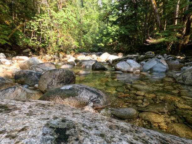 Scenic view across rocks in stream and lush forest