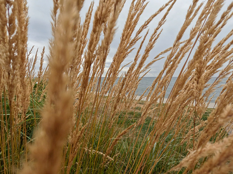 View through tall grasses to empty beach and dramatic sky