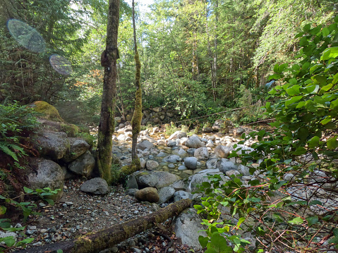 Scenic view across rocks in dry stream and lush forest
