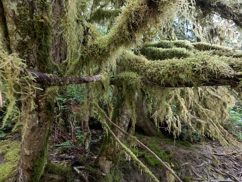 Ver un árbol en un bosque frondoso photo