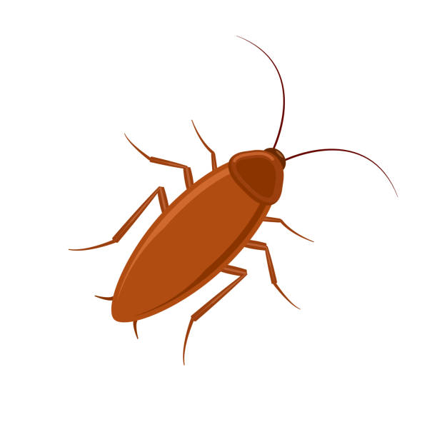 Cockroach bug vector icon. Roach silhouette insect black icon illustration pest. Cockroach bug vector icon. Roach silhouette insect black icon illustration pest pest control logos silhouette stock illustrations