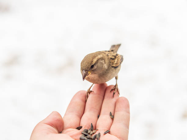 A sparrow sits on a man's hand and eats seeds. Taking care of birds in winter.