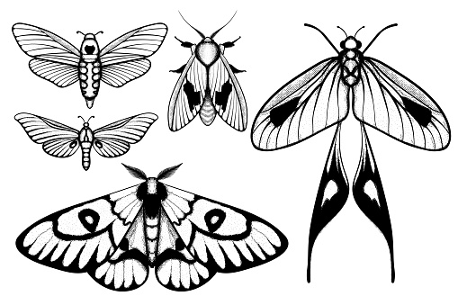 Vector moth, mystic symbol and signs. Witchcraft, occult, alchemical signs. Butterfly moth vintage engraved style