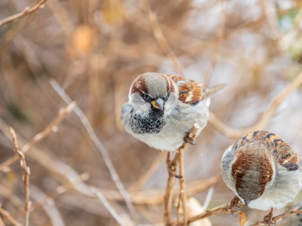 istock Sparrow sits on a branch without leaves. 2025689499