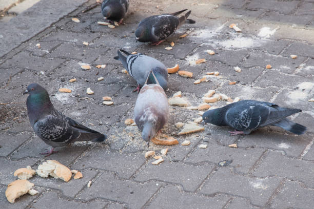 City pigeons eating bread on street pavement