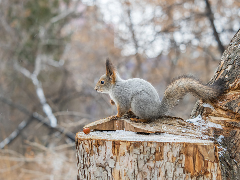 A squirrel sits on a stump and eats nuts in autumn. Eurasian red squirrel, Sciurus vulgaris