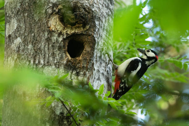 istock A Great spotted woodpecker returning to its nest in a tree trunk on a summer day in a boreal forest in Estonia 2025700694