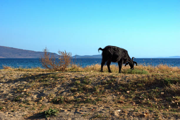 istock view of goat on sandy dune against sea 2025710478