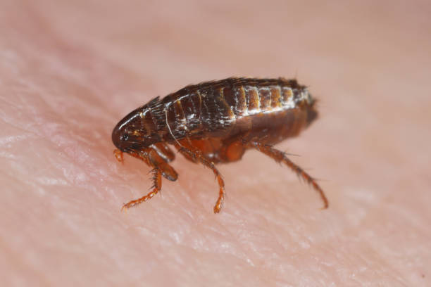 A flea biting on the skin of human hand, drinking blood. A nuisance parasite of domestic animals and humans. A carrier of disease-causing microorganisms A flea biting on the skin of human hand, drinking blood. A nuisance parasite of domestic animals and humans. A carrier of disease-causing microorganisms cat flea stock pictures, royalty-free photos & images