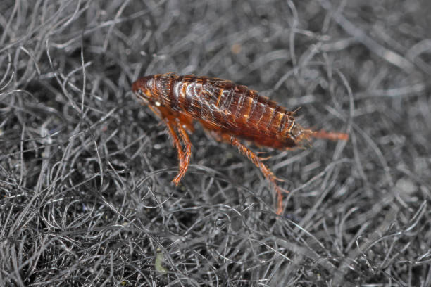 A flea biting on the skin of human hand, drinking blood. A nuisance parasite of domestic animals and humans. A carrier of disease-causing microorganisms A flea biting on the skin of human hand, drinking blood. A nuisance parasite of domestic animals and humans. A carrier of disease-causing microorganisms cat flea stock pictures, royalty-free photos & images