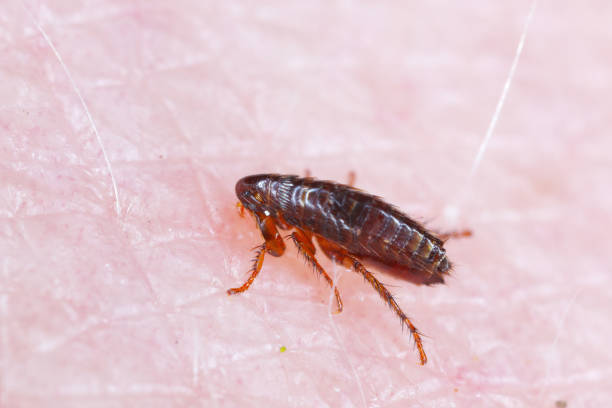 A flea biting on the skin of human hand, drinking blood. A nuisance parasite of domestic animals and humans. A carrier of disease-causing microorganisms A flea biting on the skin of human hand, drinking blood. A nuisance parasite of domestic animals and humans. A carrier of disease-causing microorganisms cat flea stock pictures, royalty-free photos & images