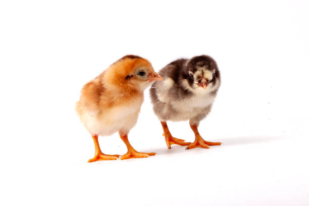 Cute little chicken isolated on a white background. Studio shot.