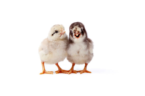 Cute little chicken isolated on a white background. Studio shot.