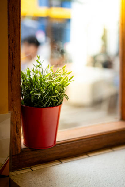 Plants on window sill stock photo
