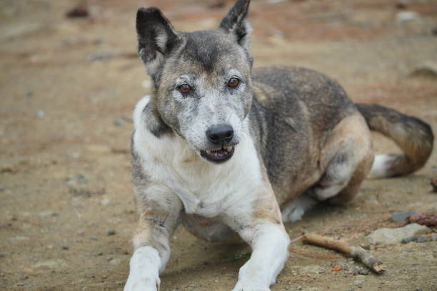 istock A stray dog is sitting on the ground 2025733733