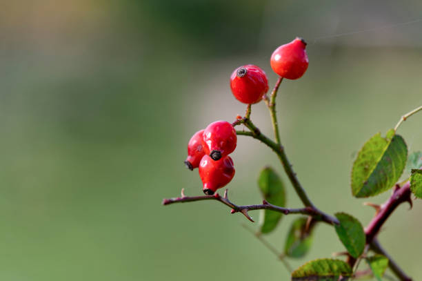 Autumn impressions with rose hips on a bush in the sunlight.