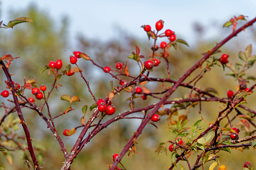 Autumn impressions with rose hips on a bush in the sunlight.