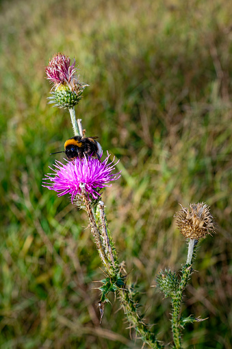 Macro shot of a bumblebee (genus Bombus) sitting on the pink blossom of a thistle.