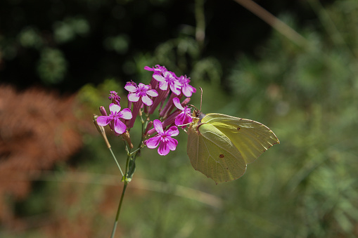 beautiful pink flowers. Viscaria vulgaris. Lemongrass butterfly on a flower, Butterfly\nbeautiful pink flower on a blurred background, Close-up of a lemongrass butterfly in a meadow with pink flowers. Gonepteryx on Viscaria vulgaris