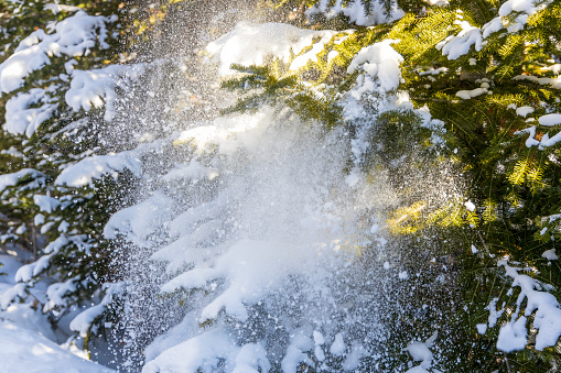 Falling snow from the tree, the natural scene in the Rocky Mountains National Park, Colorado