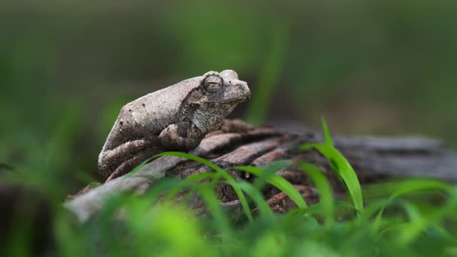 Resting Grey Foam-nest Tree Frog On A Breeze Nature Habitat. Selective Focus Shot