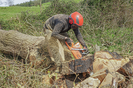 Man cutting a tree trunk with a chainsaw. Chain saw. Forestry work