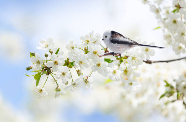 istock Little bird perching on branch of blooming cherry tree. Long-tailed tit or bushtit (Aegithalos caudatus) 2025751686