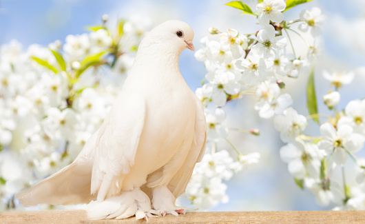 White dove perching on wooden board against blooming cherry tree. Spring background