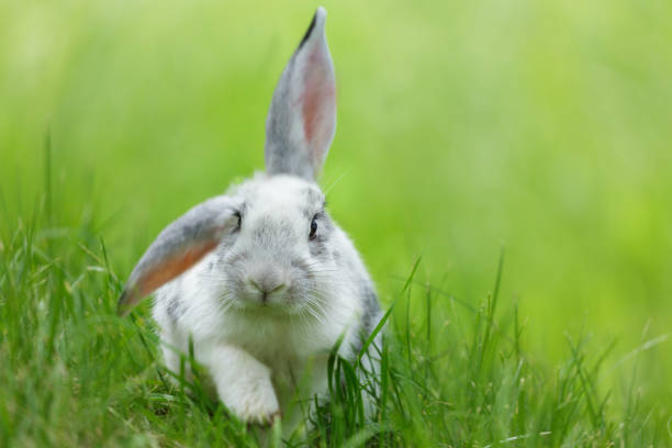 rabbit playing in green grass standing on its paws, with background with space for text