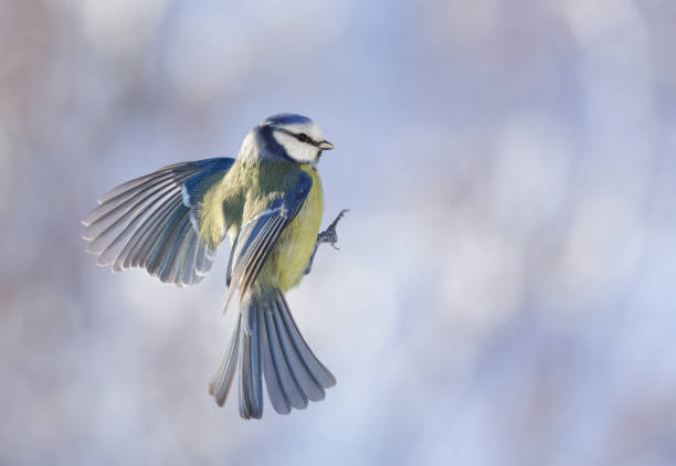 istock Little bird flying on colorful background. The blue tit, Parus caeruleus 2025752208