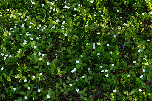 A green forest floor covered with flowering Chickweed-wintergreen on a summer evening near Kuusamo, Northern Finland