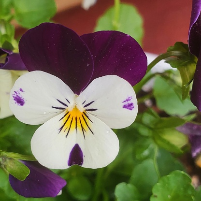 CloseUp of a single garden Violet blooming in flowerbed