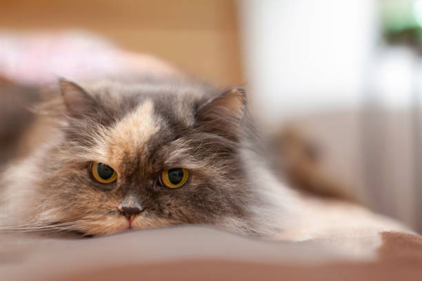 Detailed picture of a cat's face with yellow clear eyes.